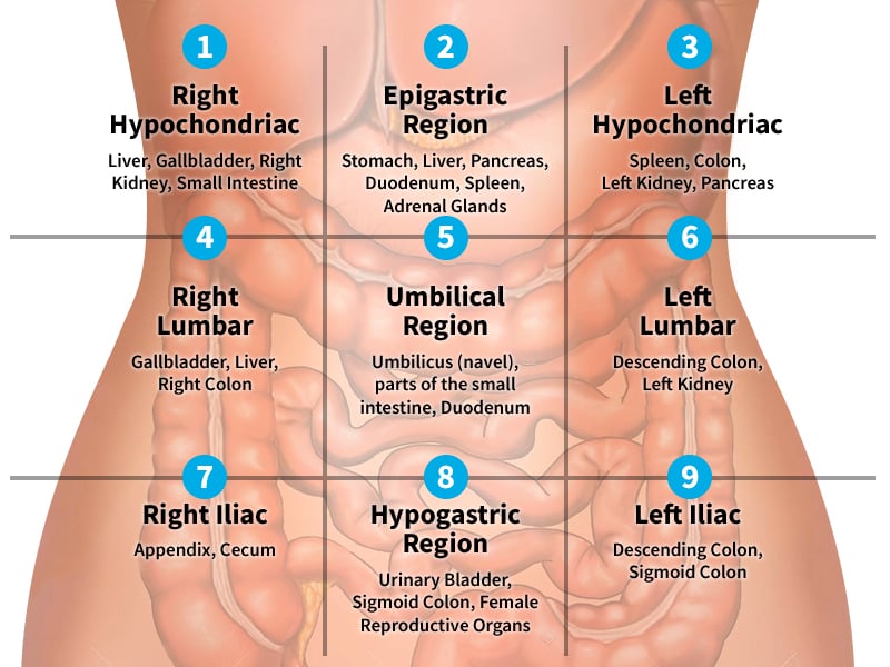 9 Regions of the Abdomen